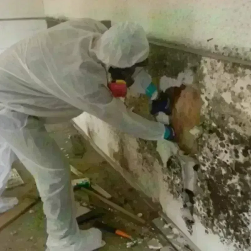 Mold Remediation and Removal in Brookhaven, WV